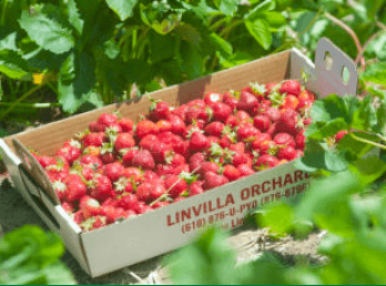 Box of fresh-picked strawberries in a field.