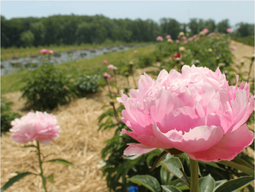 Close-up of a blooming pink peony flower in a field.