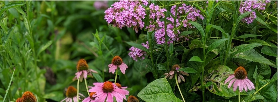 Pink coneflowers and purple phlox in bloom.