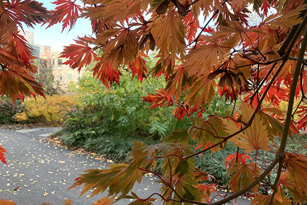 Japanese-maple-collection-tour-600-by-400